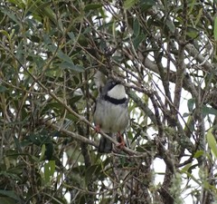 Apalis thoracica capensis