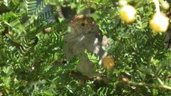 Cisticola fulvicapilla