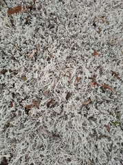 Stereocaulon paschale