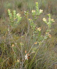 Penaea cneorum cneorum