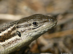 Algerian Psammodromus photo 5