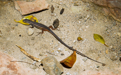 Large Psammodromus, photo 10 of 10