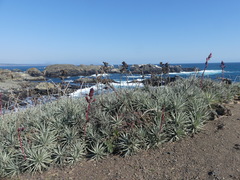 Puya venusta