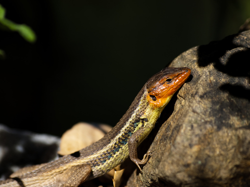 Large Psammodromus