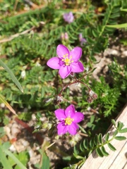 Spergularia purpurea