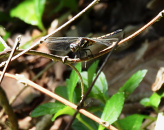 Orthetrum triangulare
