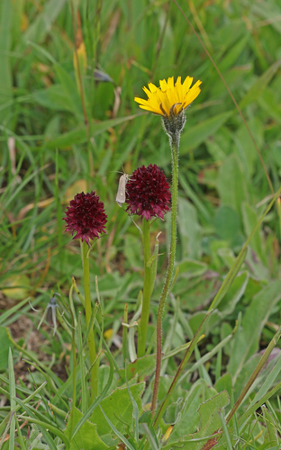 Gymnadenia austriaca (Gymnadenia austriaca)