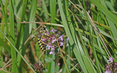 Bembix tarsata