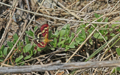 Pyrausta ostrinalis