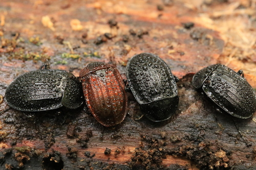 Šliužagraužis maitvabalis nuotrauka