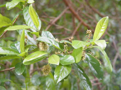 Combretum erythrophyllum