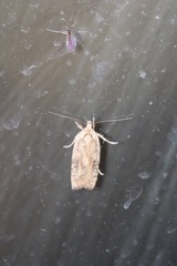 Agonopterix nervosa
