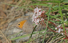 Hyponephele lycaon