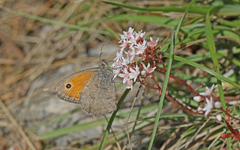 Hyponephele lycaon