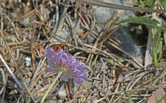 Icteranthidium laterale