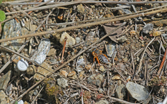 Icteranthidium laterale