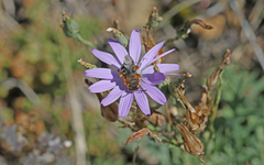 Icteranthidium laterale