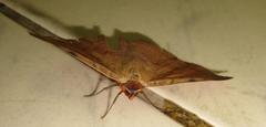 Hypopyra capensis