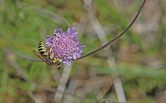 Bembix tarsata