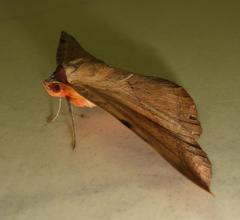 Hypopyra capensis