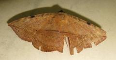 Hypopyra capensis