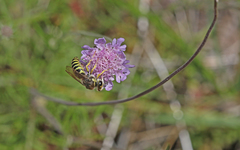 Bembix tarsata