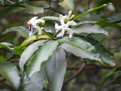 Tabernaemontana ventricosa