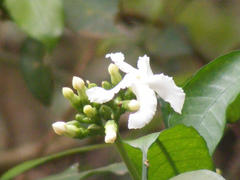 Tabernaemontana ventricosa