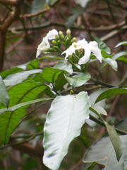 Tabernaemontana ventricosa