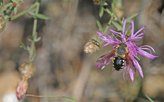 Icteranthidium laterale