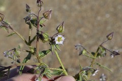 Trichodesma africanum