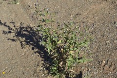 Trichodesma africanum