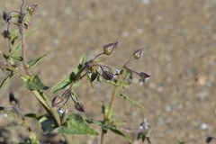 Trichodesma africanum