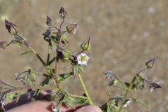 Trichodesma africanum