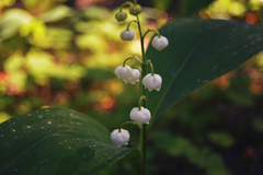 Convallaria majalis