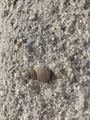 Ilyanassa trivittata