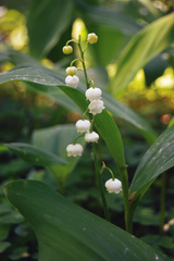 Convallaria majalis