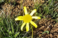 Euryops laxus