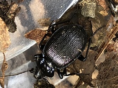 Sphaeroderus