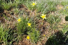 Euryops laxus
