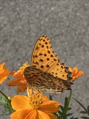 Argynnis hyperbius