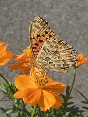 Argynnis hyperbius