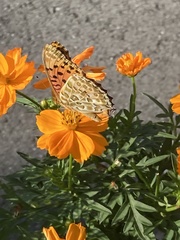 Argynnis hyperbius