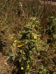 Capsicum rhomboideum