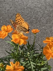 Argynnis hyperbius