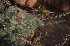 Asparagus glaucus