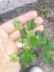 Fuertesimalva limensis