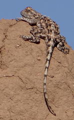 Agama aculeata