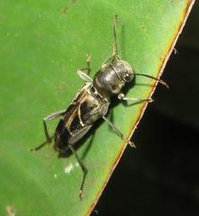 Calanthemis subcruciatus