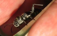 Calanthemis subcruciatus